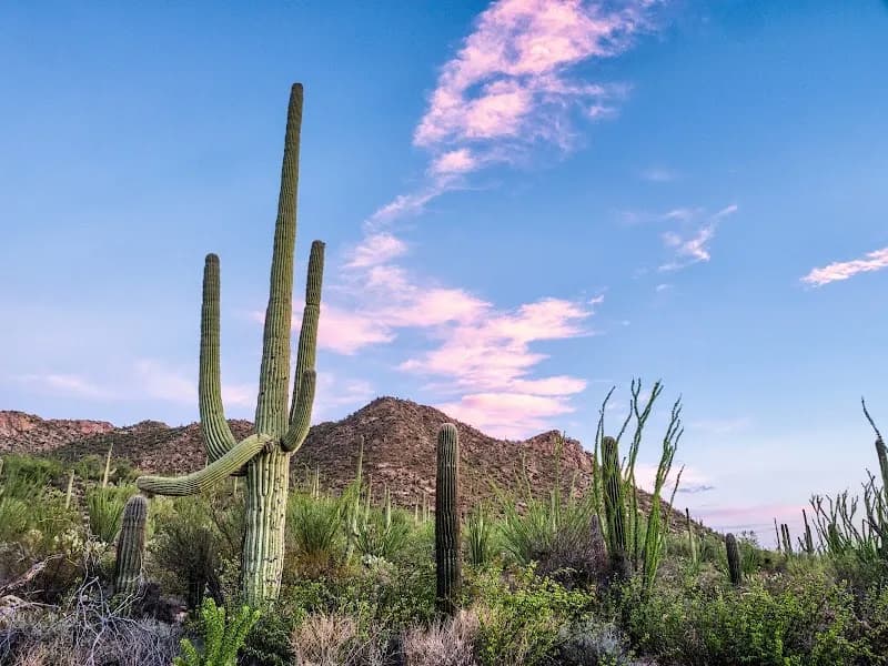 Saguaro National Park national park in Picture Rocks, AZ