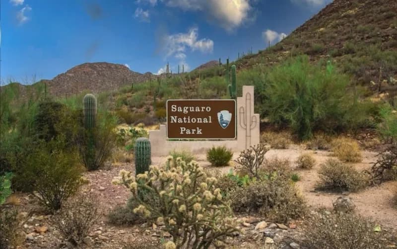 View of Saguaro National Park in Picture Rocks, AZ