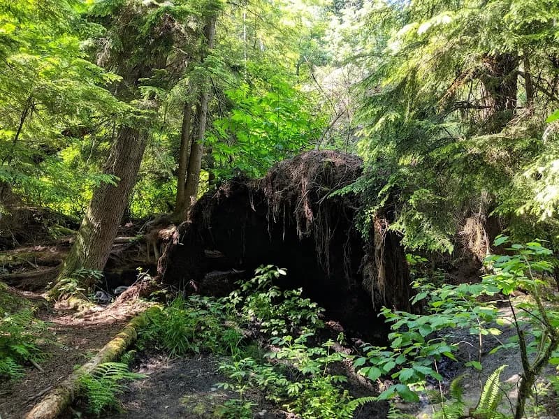 View of Salmon Creek Ravine Park in Burien, WA