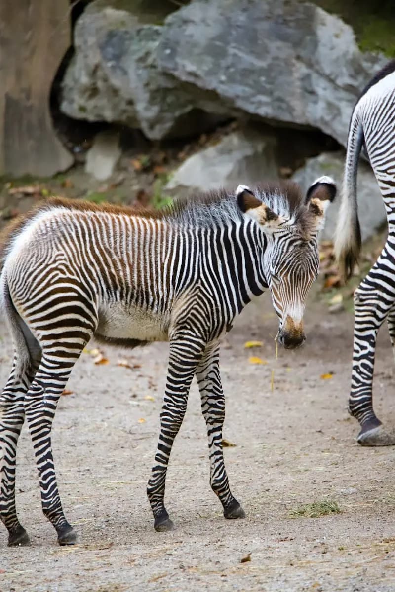 View of Salzburg Zoo Hellbrunn in Salzburg, SBG