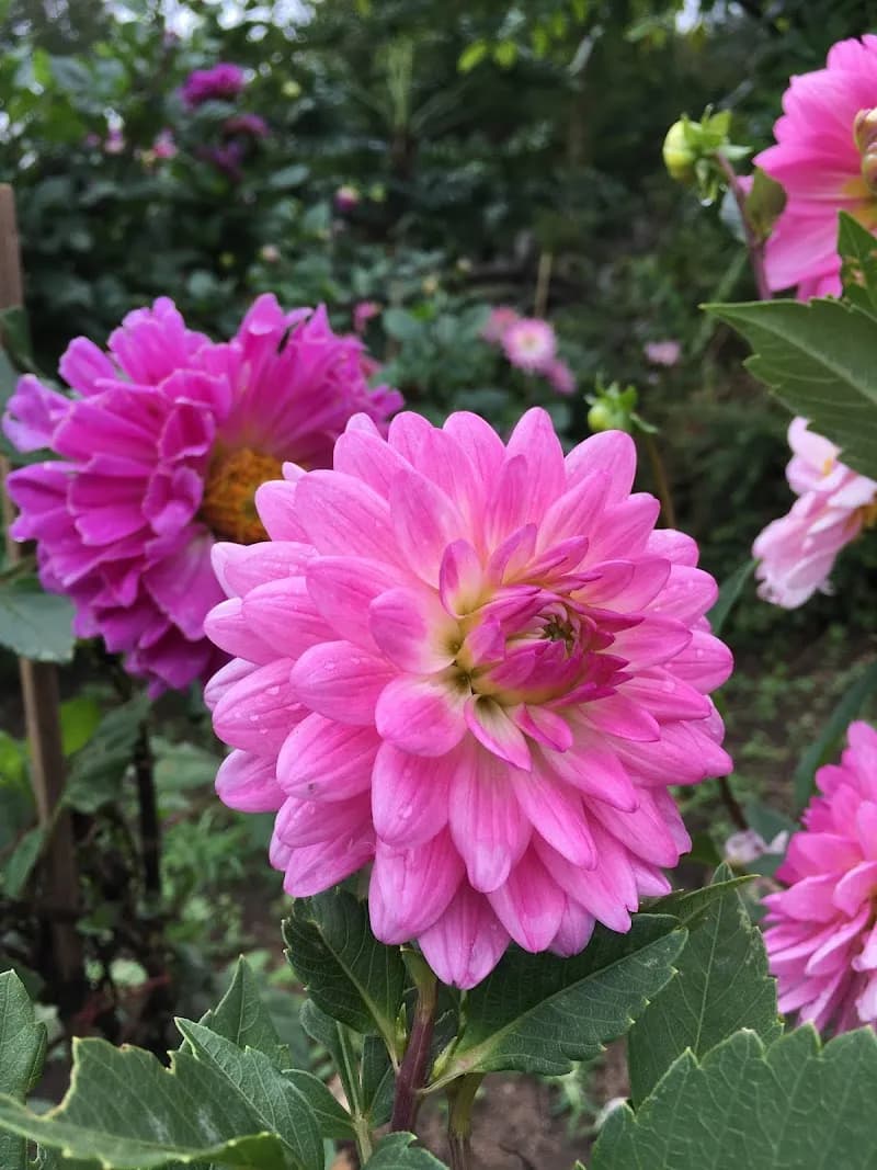 Samoeng Royal Agricultural Station Visitor Area garden in Samoeng, CM