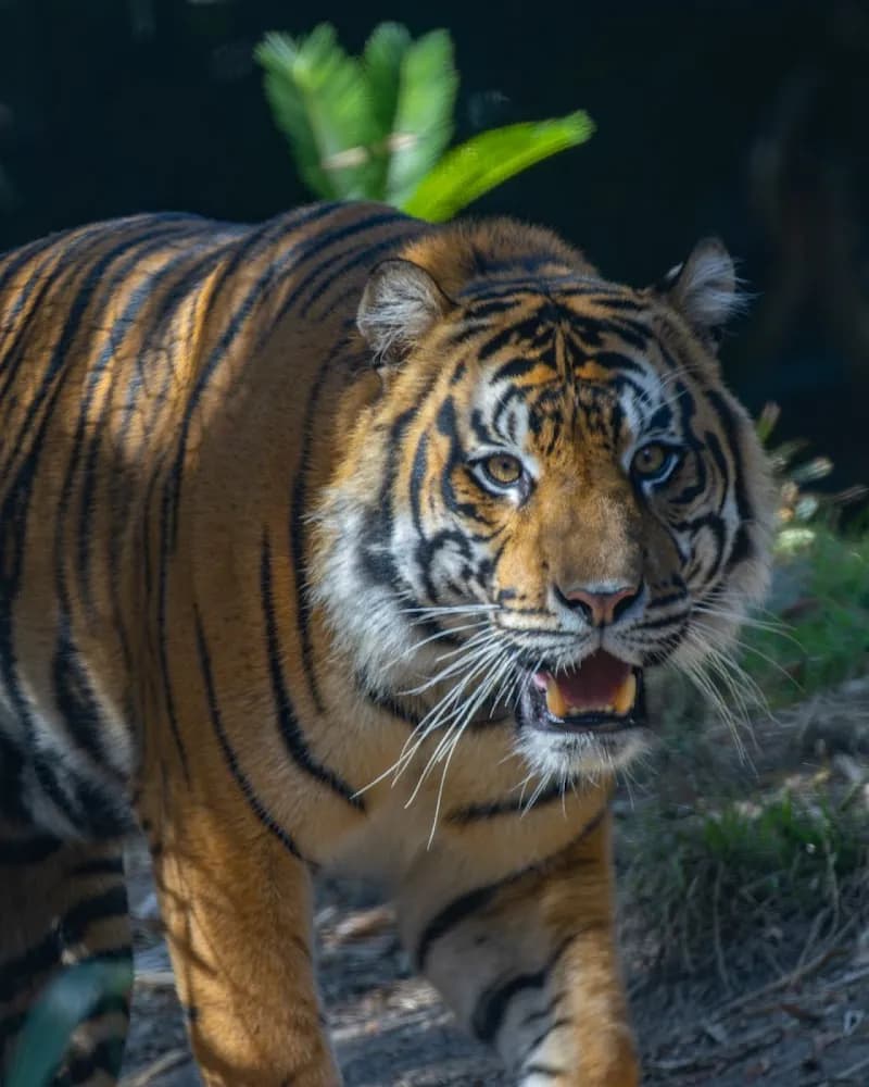 View of San Diego Zoo Safari Park in San Diego, CA
