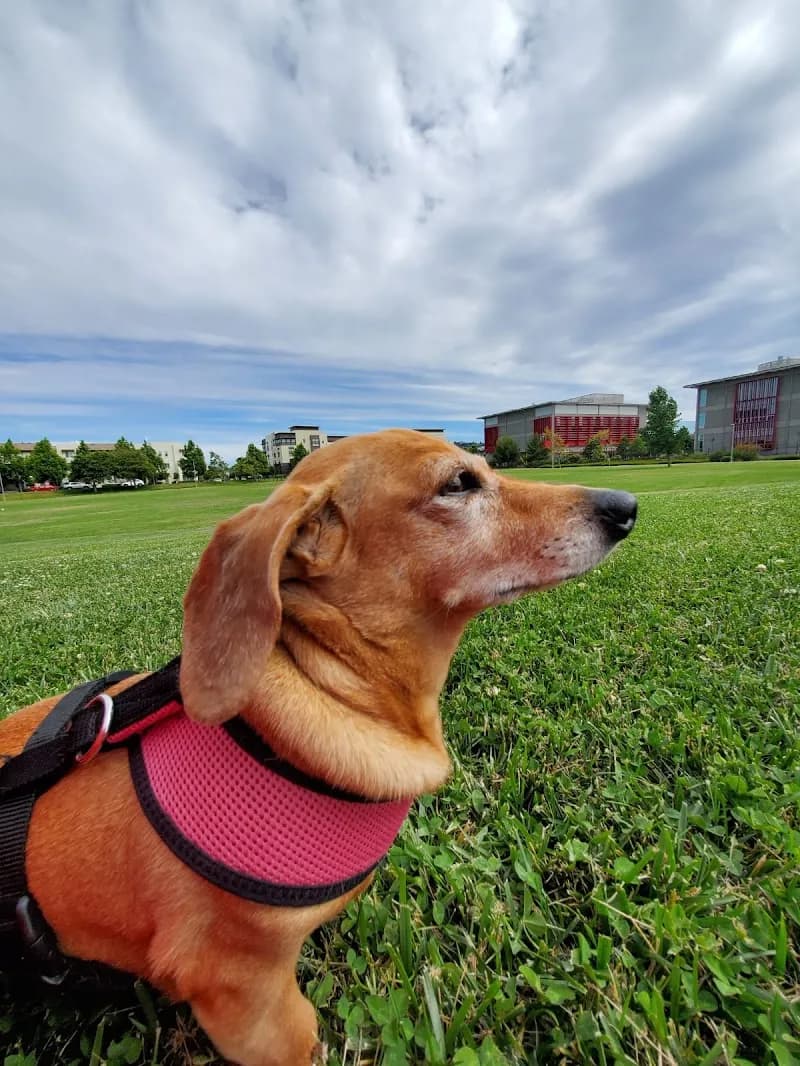 View of San Mateo Park in Fremont, CA