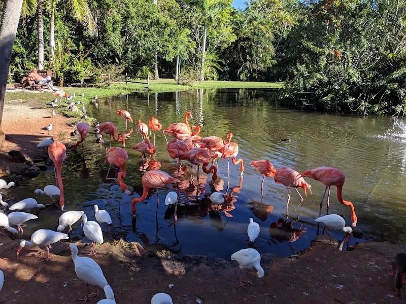 Sarasota Jungle Gardens zoo in Sarasota, FL