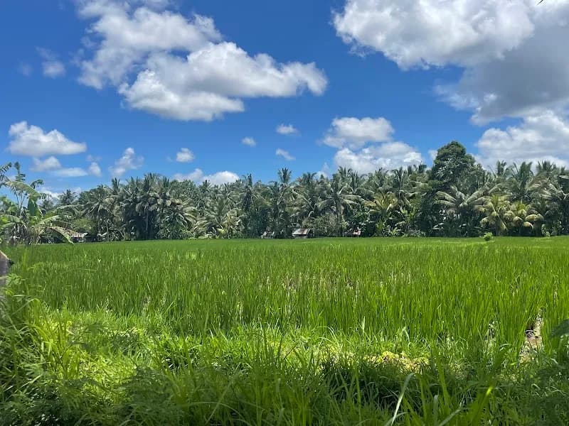 View of Sari Organic Walk in Klungkung, Bali