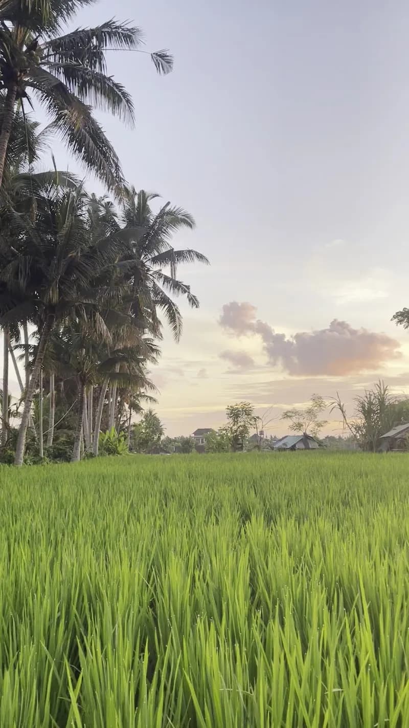 View of Sari Organic Walk in Klungkung, Bali