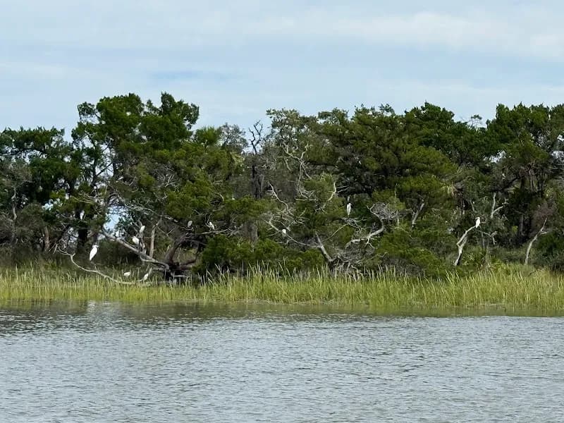 View of Savannah Coastal Ecotours in Savannah, GA
