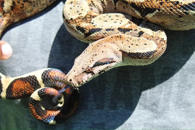 View of Scale and Tail Reptile Rescue in Tijeras, NM