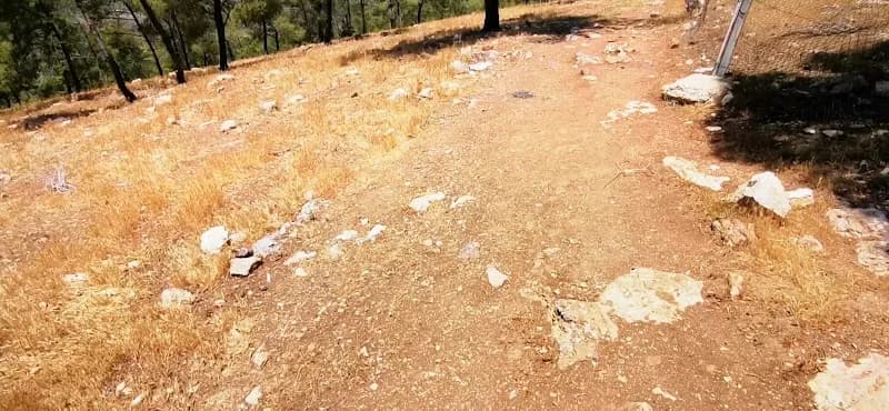 View of Scandinavian Forest in Sweifieh, Amman