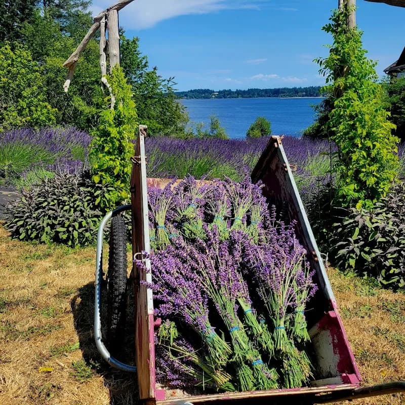 View of Schirm Loop Homestead Lavender Farm in Leavenworth, WA