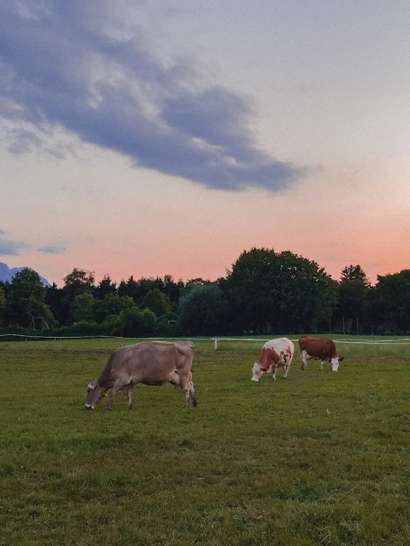 View of Schlagerbauer, Stefanie und Gerhard Hatheier in Plainfeld, Salzburg