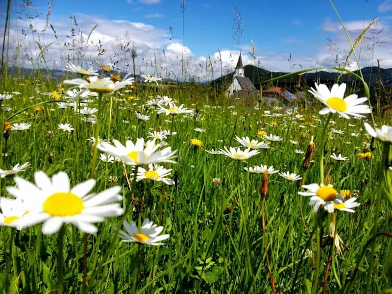 Schusterbauer farm in Koppl, Salzburg