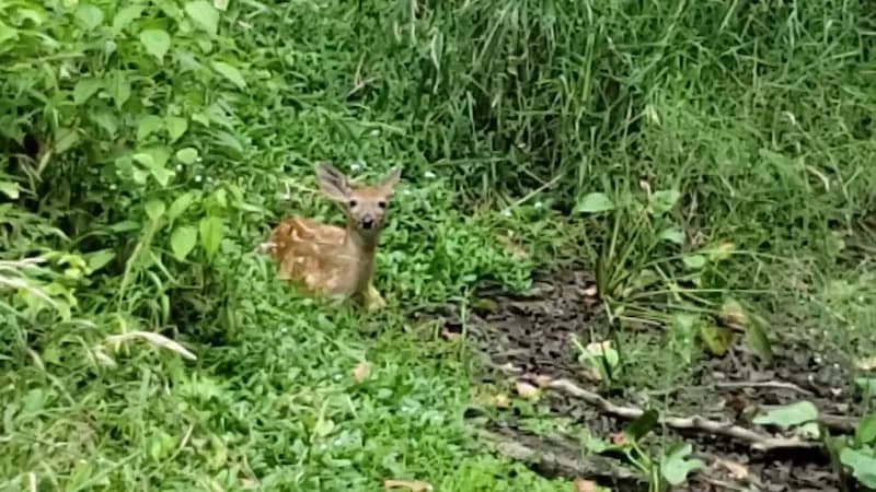 View of Scott Woods Park in Lansing, MI