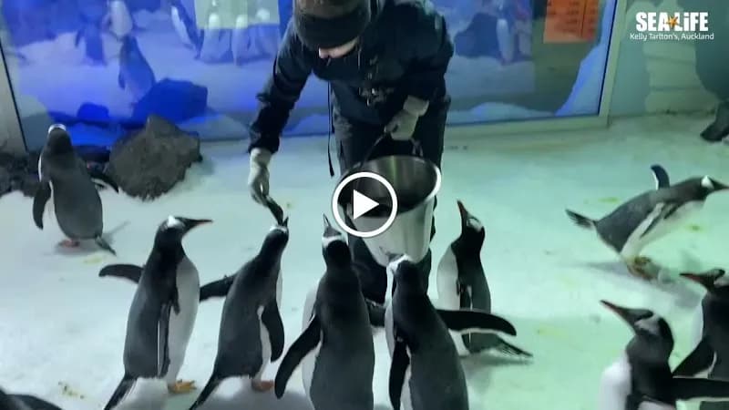 View of SEA LIFE Kelly Tarlton's Aquarium in Auckland, AKL