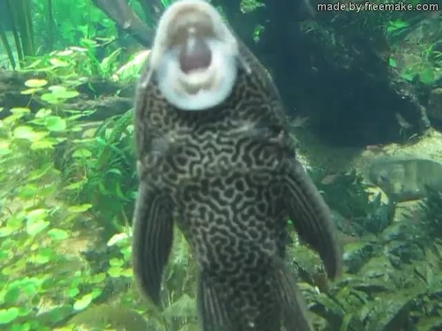 View of SEA LIFE London Aquarium in London, LDN
