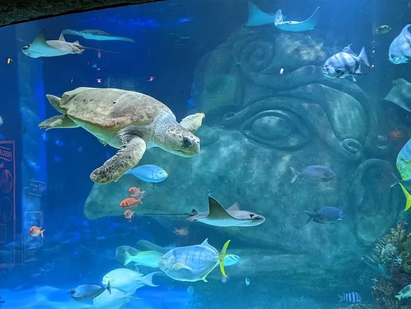 View of SEA LIFE Orlando Aquarium in Orlando, FL