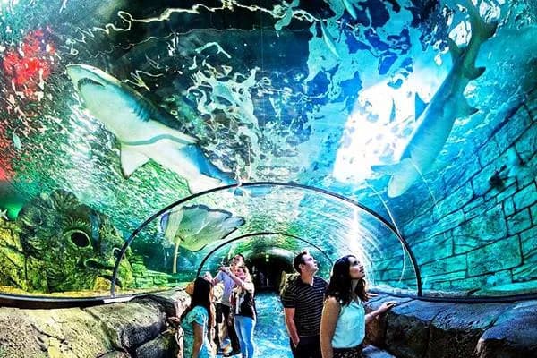 SEA LIFE Sydney Aquarium aquarium in Sydney, NSW