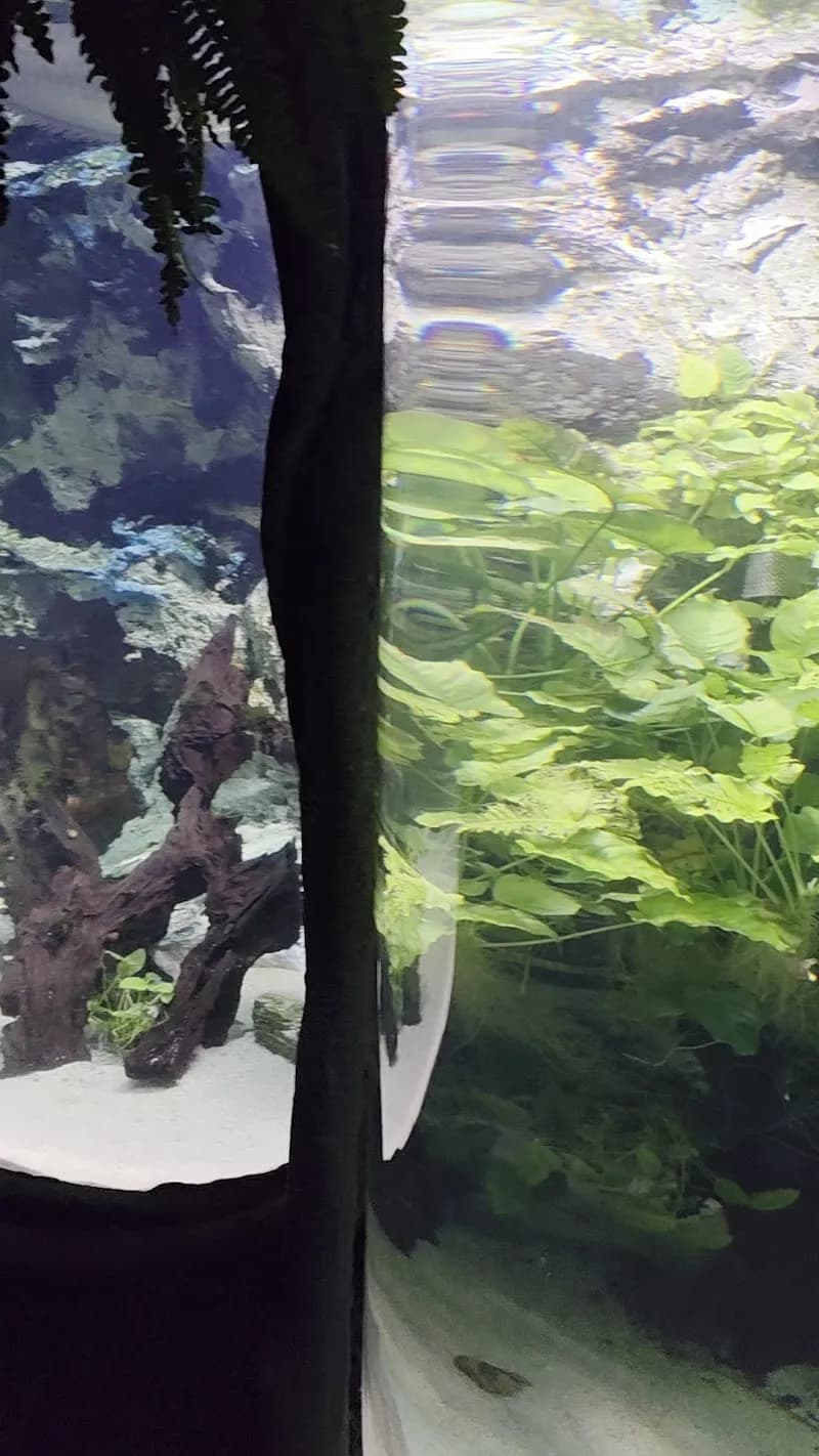 View of SEA LIFE Val d'Europe in Disneyland Paris Area (Marne-la-Vallée), IDF