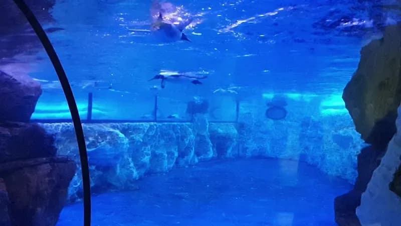 View of SEA LIFE Val d'Europe in Disneyland Paris Area (Marne-la-Vallée), IDF