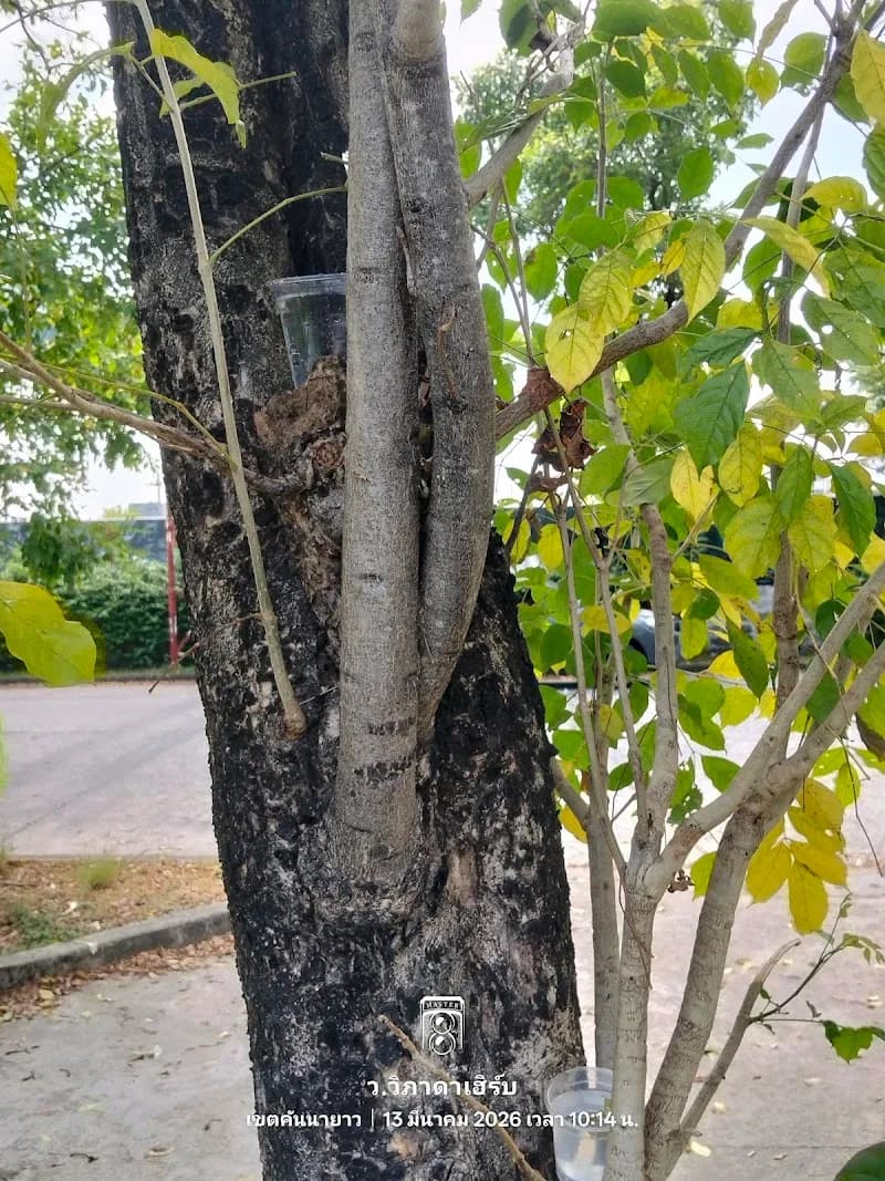 View of Sena Park in Bang Na, BKK