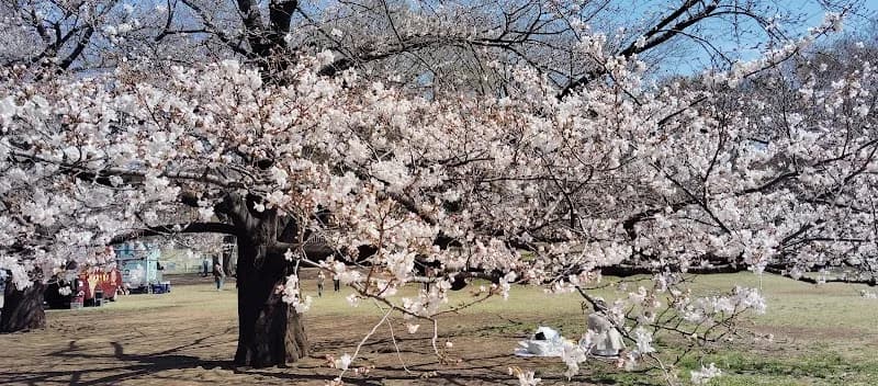 View of Setagaya Art Museum in Setagaya, Tokyo