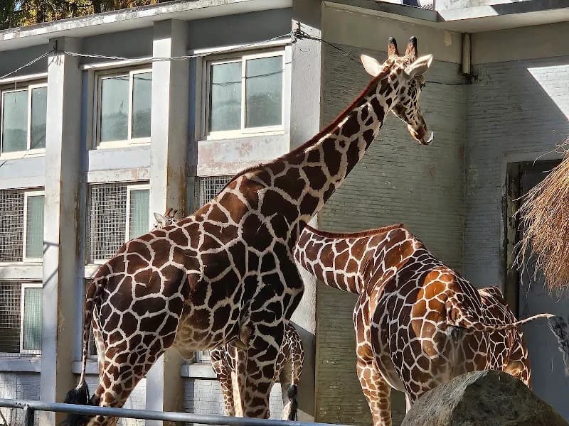 Shanghai Zoo zoo in Shanghai, SH