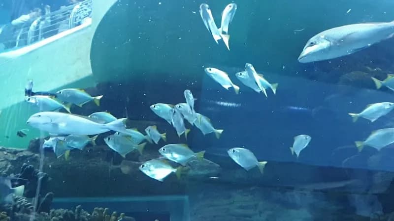 View of Sharjah Aquarium in Sharjah (Al Qasba), Dubai