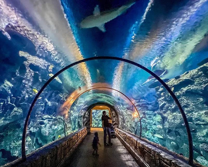 Shark Reef Aquarium at Mandalay Bay aquarium in Las Vegas, NV