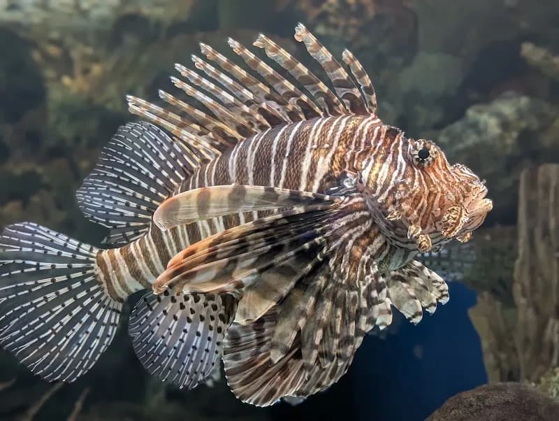 View of Shark Reef Aquarium at Mandalay Bay in Las Vegas, NV