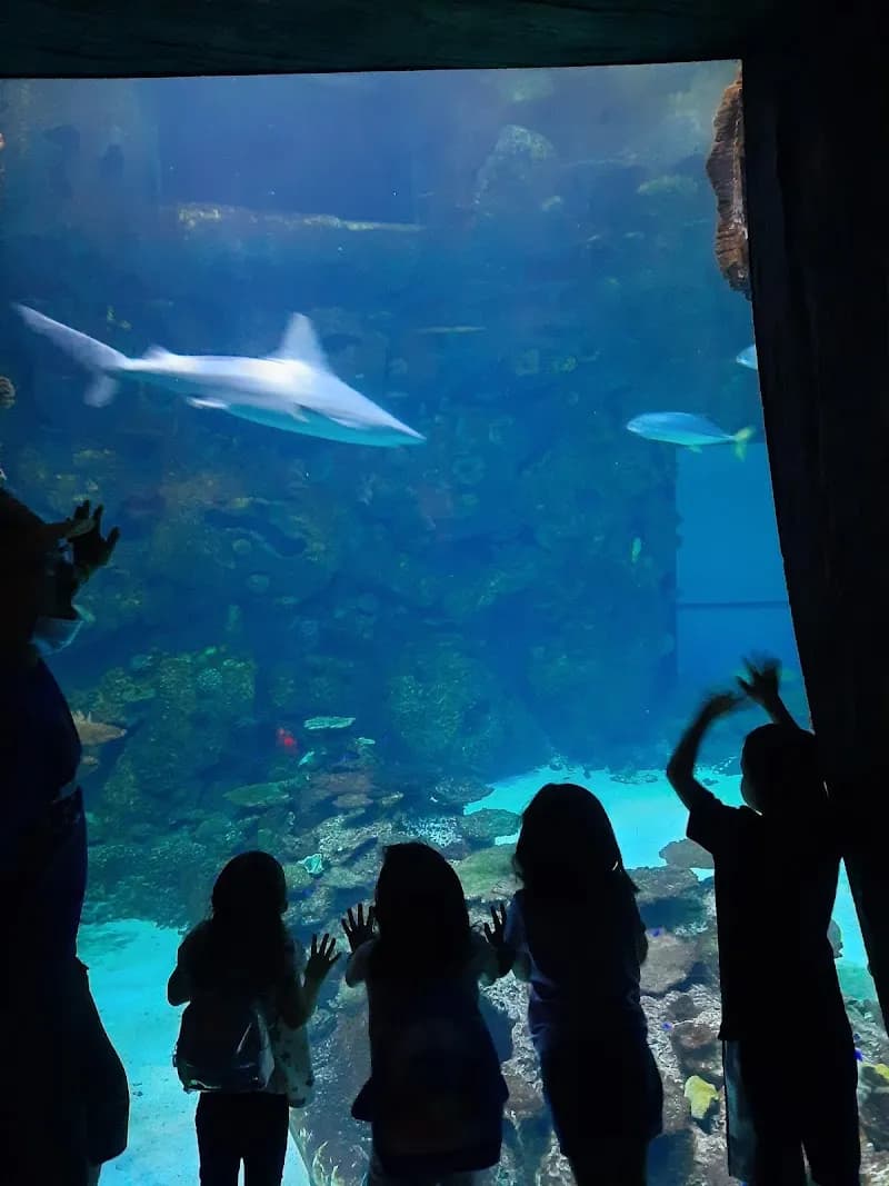 View of Shark Reef Aquarium at Mandalay Bay in Las Vegas, NV