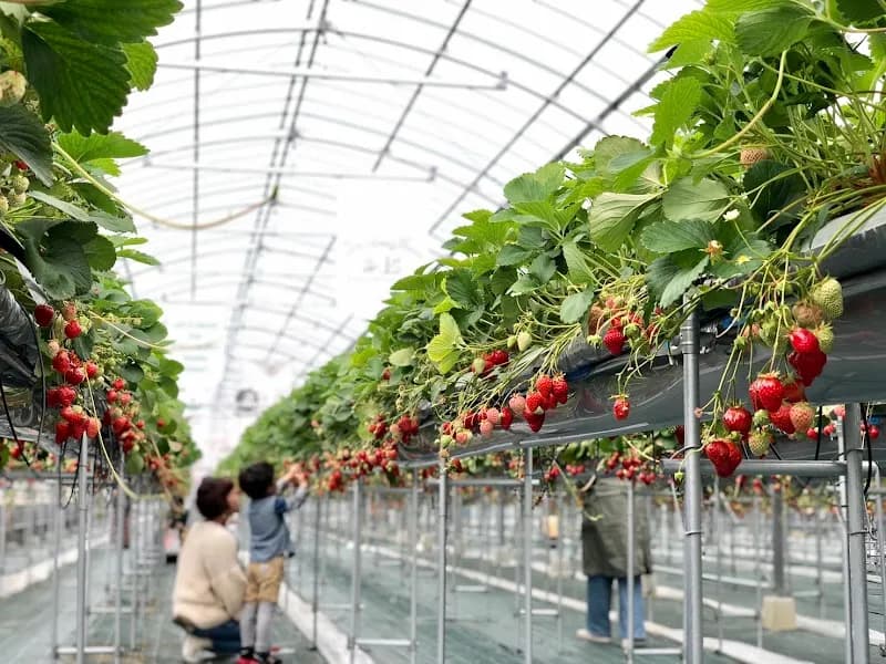 Shimamoto Fruit Village farm in Shimamoto, Osaka