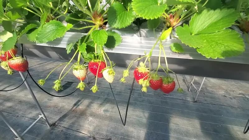 View of Shimamoto Fruit Village in Shimamoto, Osaka