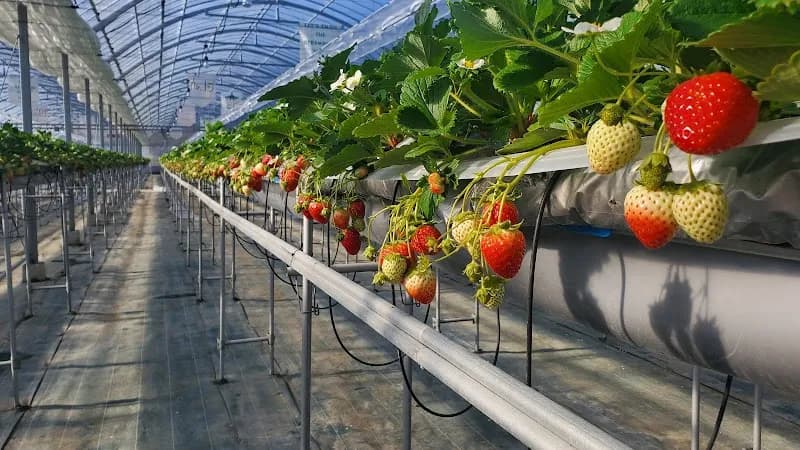 View of Shimamoto Fruit Village in Shimamoto, Osaka