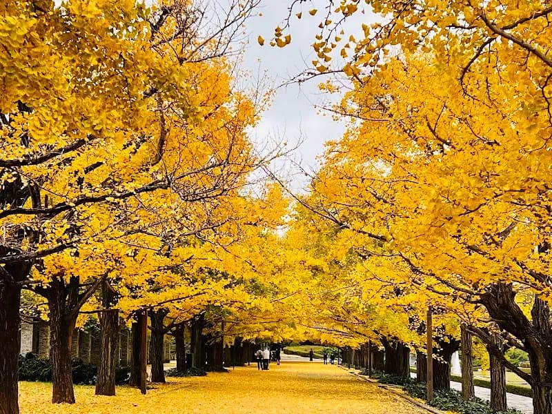 View of Showa Kinen Park in Tachikawa, Tokyo