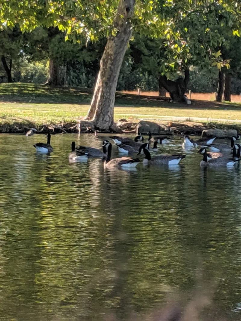 View of Shumway Oak Grove Regional Park in Stockton, CA