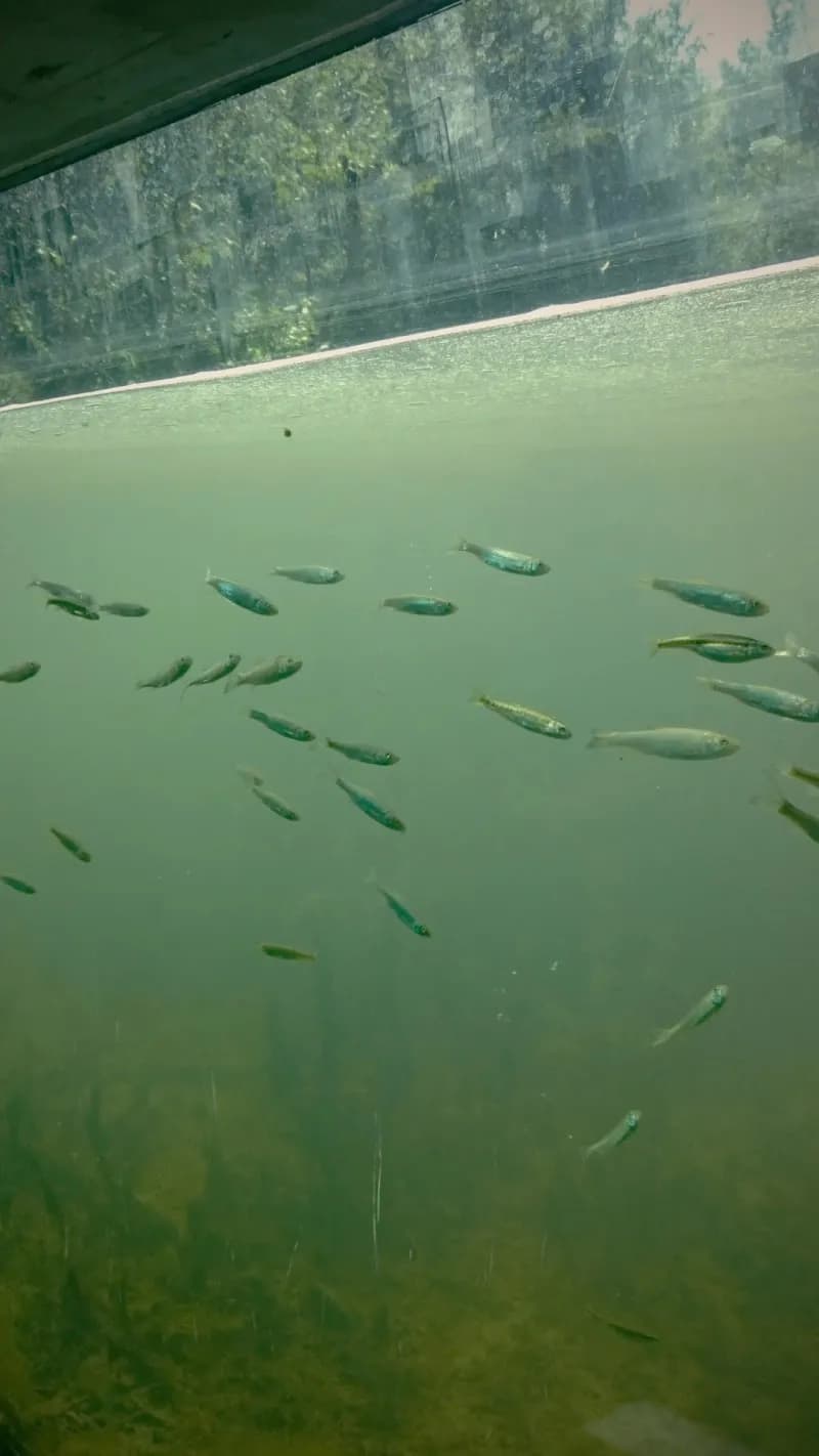 View of Sihlwald in Horgen, ZH