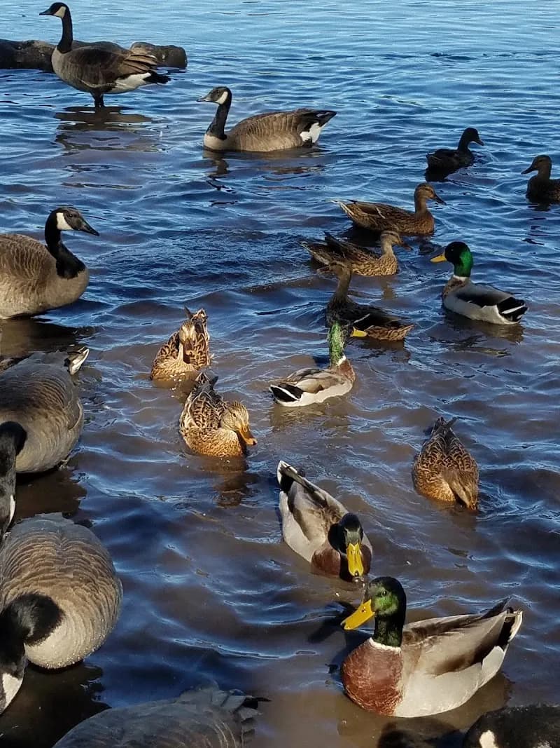 View of Silver Lake Park in Rochester, MN