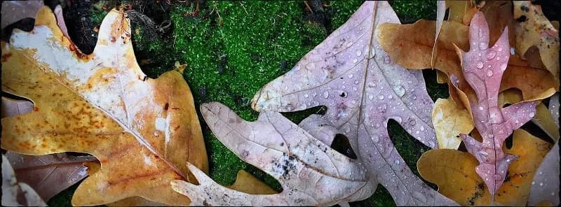 Silverwood Park park in St. Anthony, MN