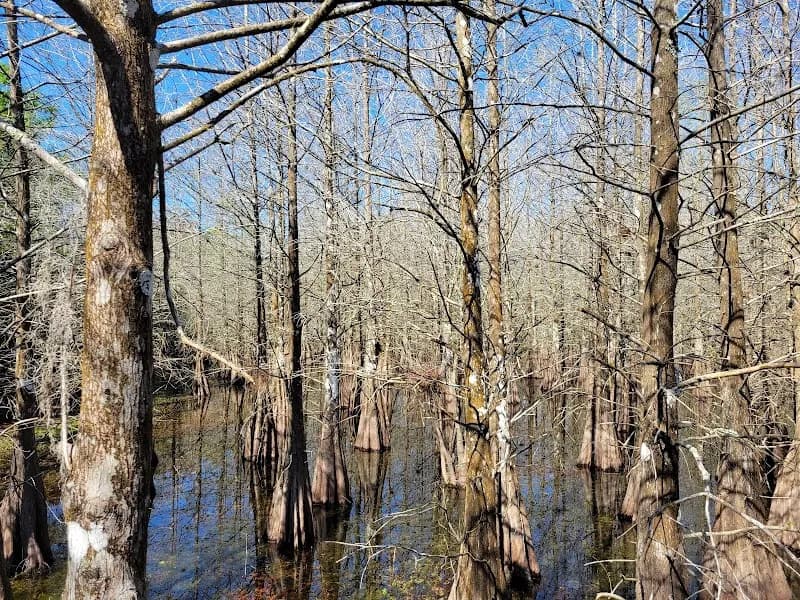 View of Six Mile Cypress Slough Preserve in Fort Myers, FL