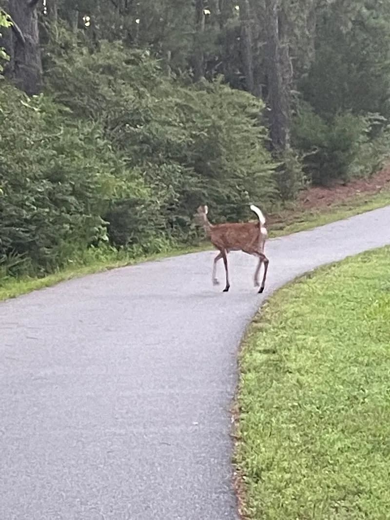 View of Smith Creek Greenway in Wake Forest, NC