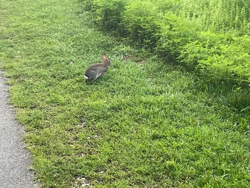 View of Smith Creek Greenway in Wake Forest, NC