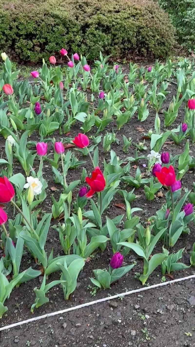 View of Sogenji Park in Yokohama, YH