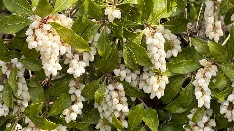 View of Sojiji in Yokohama, YH