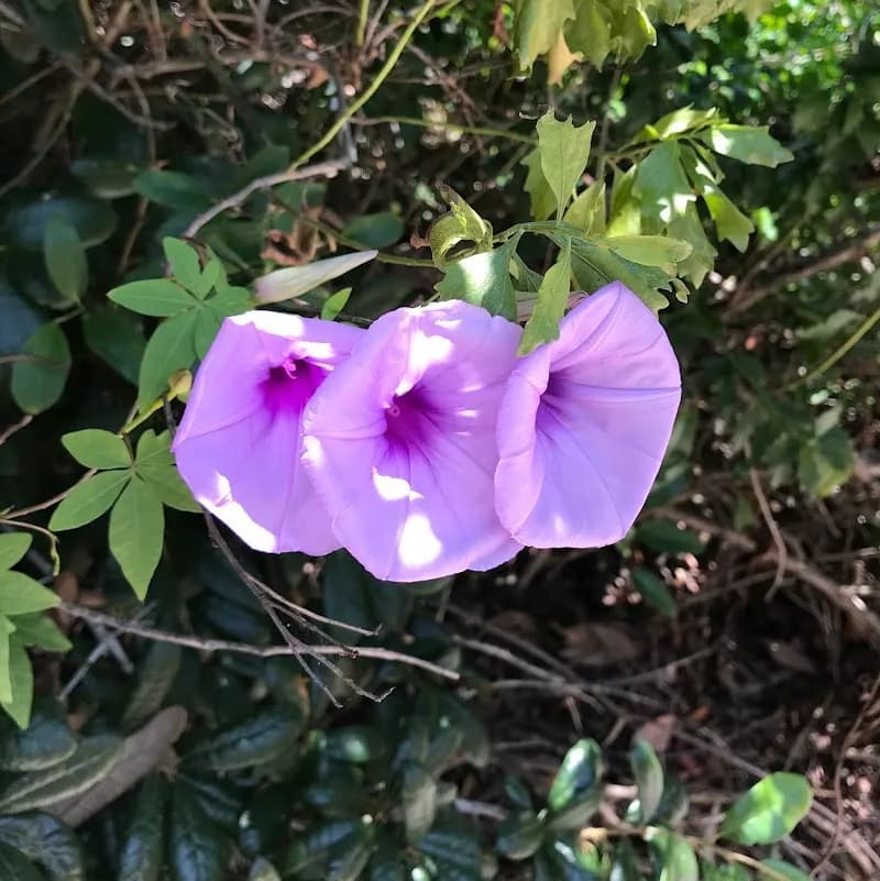 View of South Ponte Vedra Beach in Ponte Vedra Beach, FL