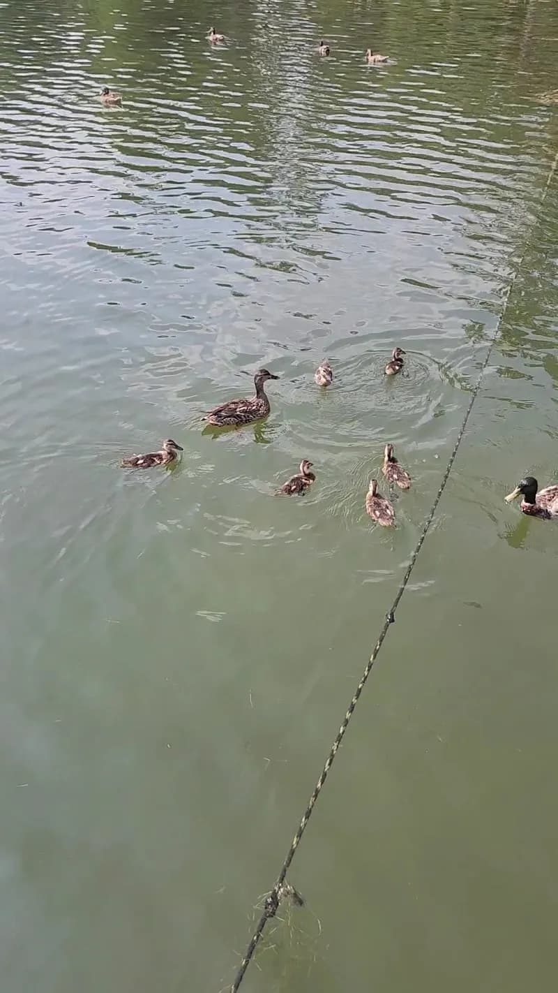 View of Sportsman Lake Park in Cullman, AL