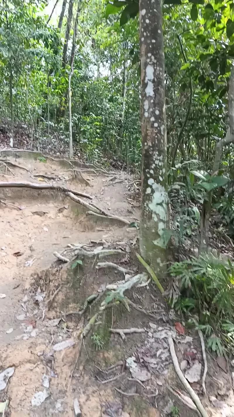 View of Sri Bintang Hill Trail in Sri Petaling, KL