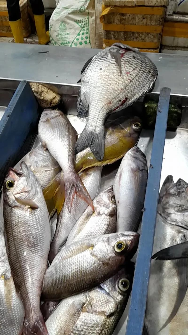 View of SRI LAK FISH MARKET in Panadura, WP