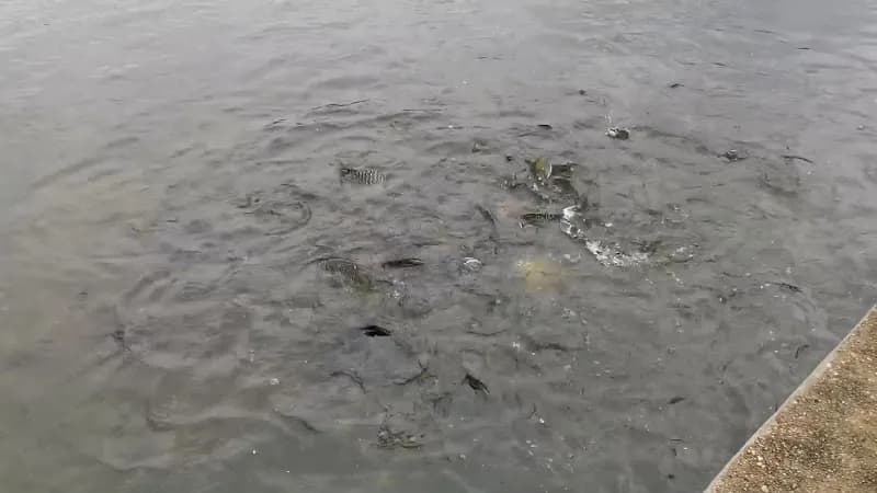 View of Sri Nakhon Khuean Khan Park and Botanical Garden in Rattanakosin, BKK