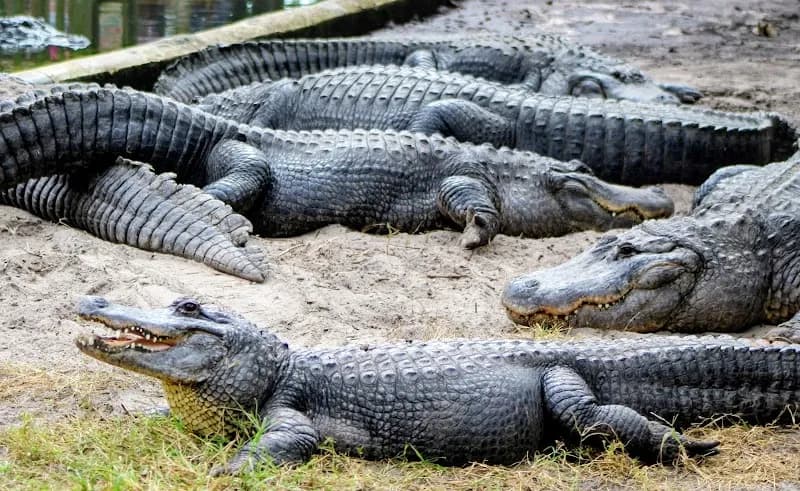 View of St. Augustine Alligator Farm Zoological Park in St. Augustine, FL