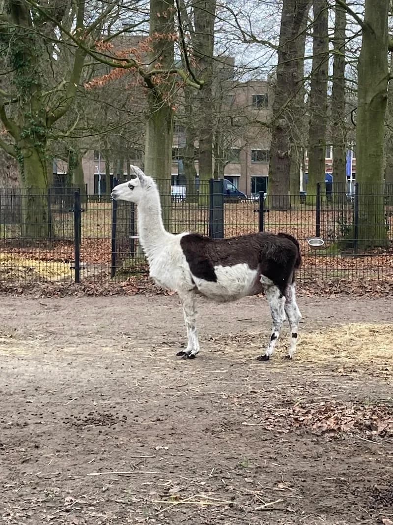Stadsboerderij de Houthoeve zoo in Haarlem, NH